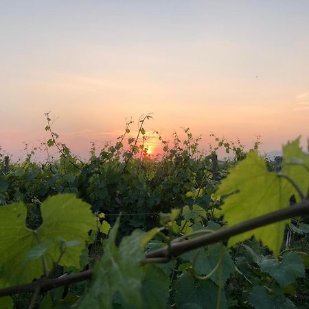 La Corte Del Bona - Vicino Alle Cantine E A Circa 15 Minuti Dal Lago Di Iseo - Διαμέρισμα Erbusco Εξωτερικό φωτογραφία