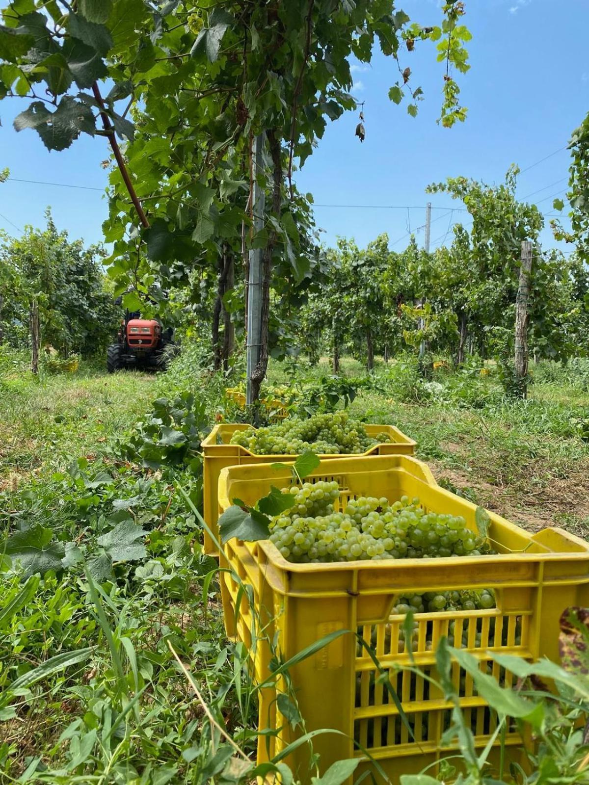La Corte Del Bona - Vicino Alle Cantine E A Circa 15 Minuti Dal Lago Di Iseo - Διαμέρισμα Erbusco Εξωτερικό φωτογραφία