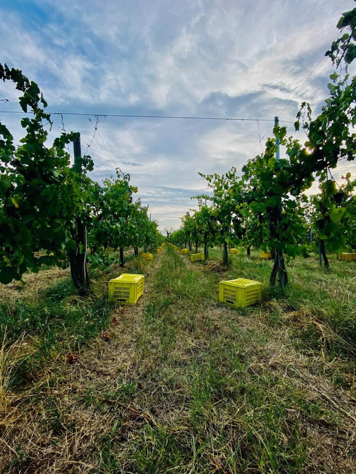 La Corte Del Bona - Vicino Alle Cantine E A Circa 15 Minuti Dal Lago Di Iseo - Διαμέρισμα Erbusco Εξωτερικό φωτογραφία