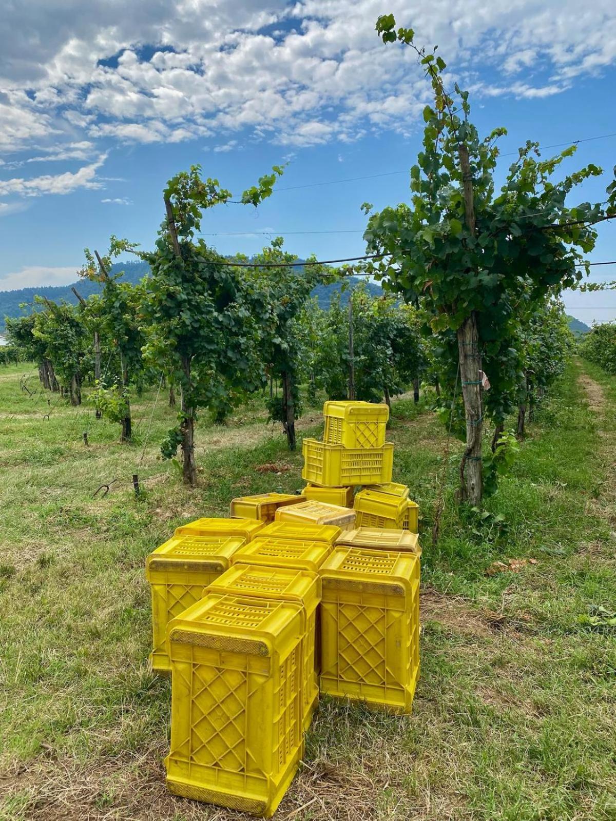 La Corte Del Bona - Vicino Alle Cantine E A Circa 15 Minuti Dal Lago Di Iseo - Διαμέρισμα Erbusco Εξωτερικό φωτογραφία